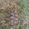 Stigmochelys pardalis | Leopard Tortoise